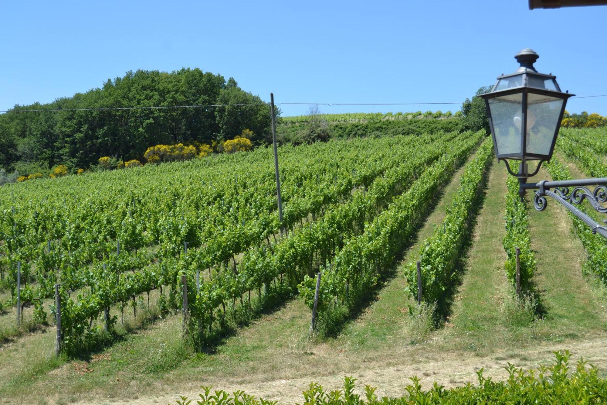 Tenuta Pizzogallo Amelia Exterior foto